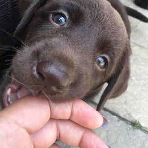 Meet your Posher, Hunter